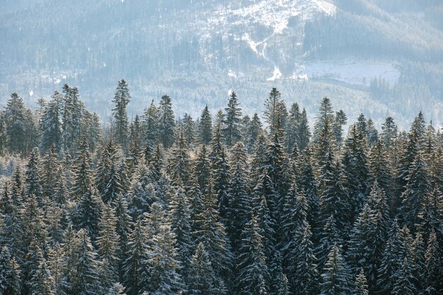 Pini coperti di neve fresca caduta nella foresta di montagna invernale in una fredda giornata luminosa.