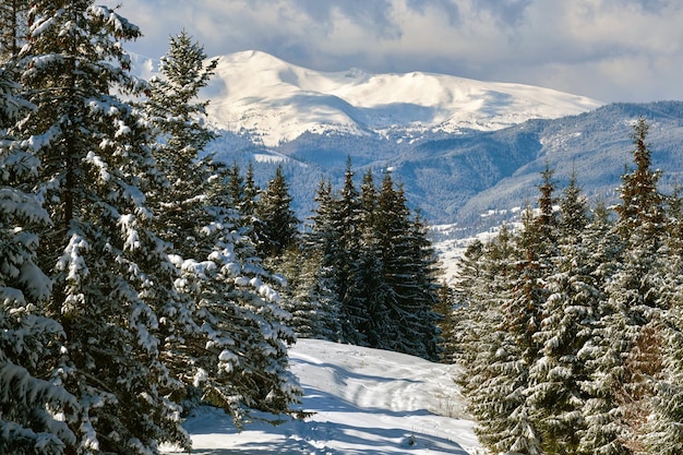 Pini coperti di neve fresca caduta nella foresta di montagna invernale in una fredda giornata luminosa.