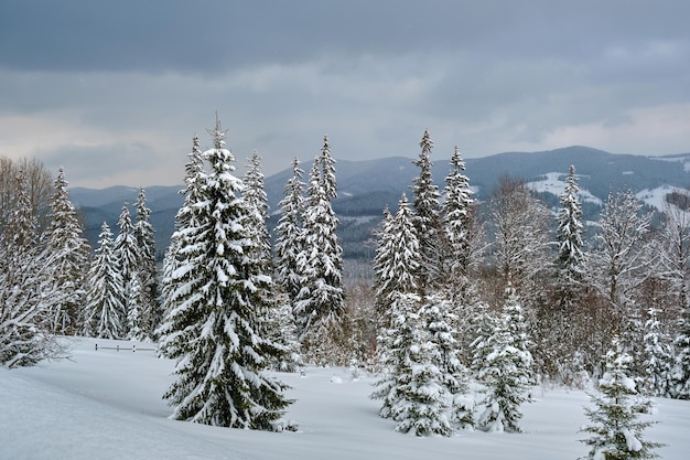 Pini coperti di neve fresca caduta nella foresta di montagna invernale in una fredda sera cupa.