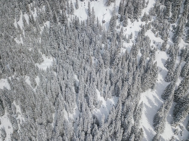 Pini coperti di neve nella foresta