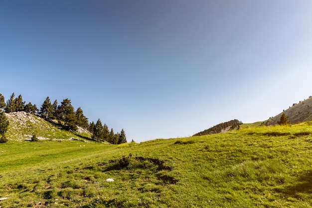 Pini di alta montagna