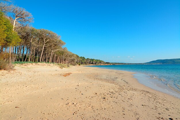 Pini di Mugoni litorale sardegna