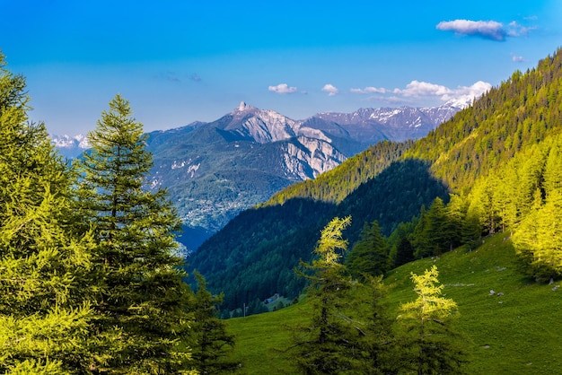 Pini e foreste nelle montagne dell'Alp MartignyCombe Martigny