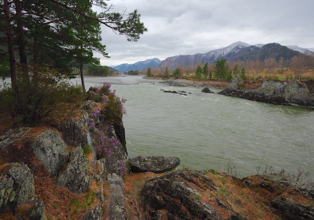 Pini e grandi pietre sulla ripida sponda del fiume Altai con acqua verde