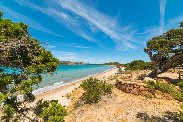 Pini in riva al mare a Capo Coda Cavallo Sardegna