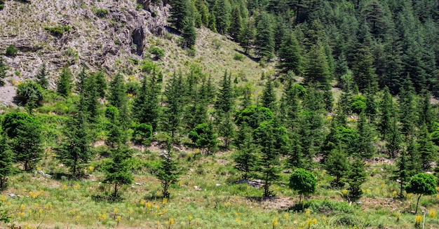 Pini in una montagna. Paesaggio naturale.