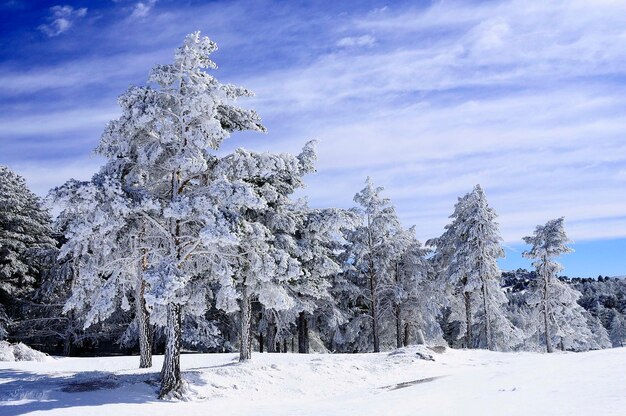 Pini innevati dopo la tempesta sierra de baza