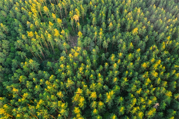 Pini negli alberi di verde di foresta nella vista superiore di estate. Drone view