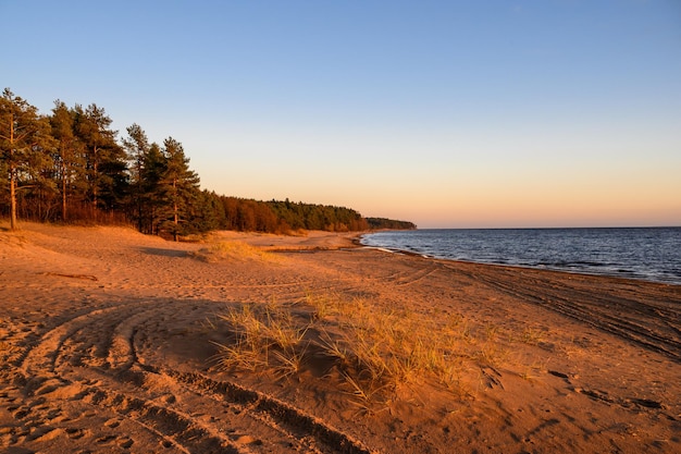 Pini nei raggi del tramonto Il Golfo di Finlandia