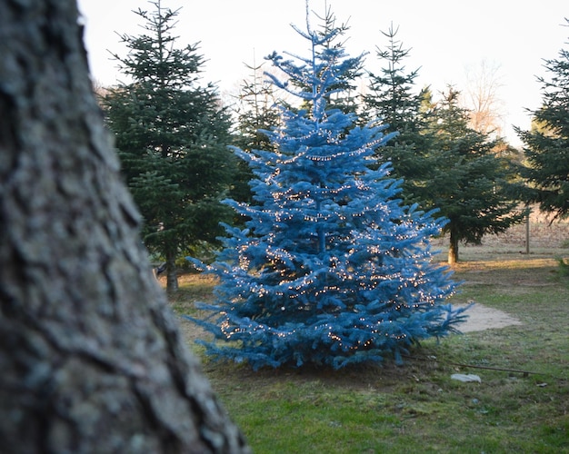 Pini nel parco durante l'inverno