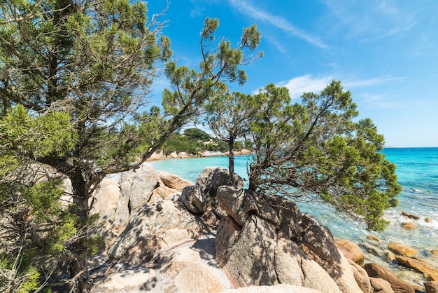 Pini nella costa di Capriccioli Sardegna