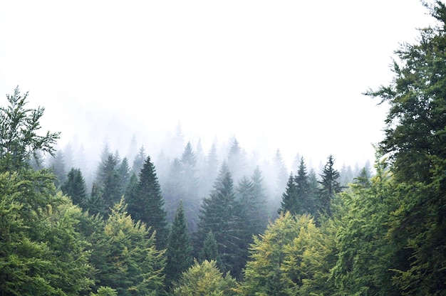 Pini nella foresta contro il cielo