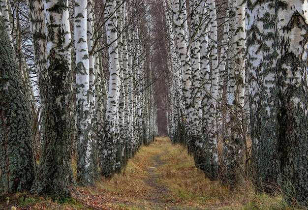 Pini nella foresta durante l'autunno