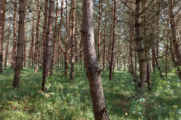 Pini nella foresta