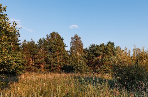 Pini nella foresta