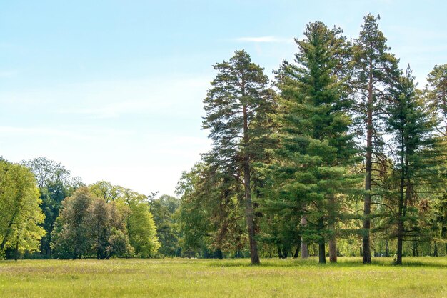 Pini su una radura nell'arboreto