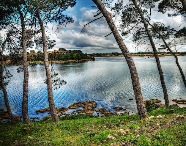 Pini sull'acqua nello stagno Calik Sardegna