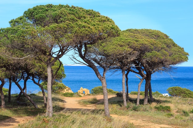 Pini sulla riva dell'oceano sullo sfondo del cielo e dell'acqua.