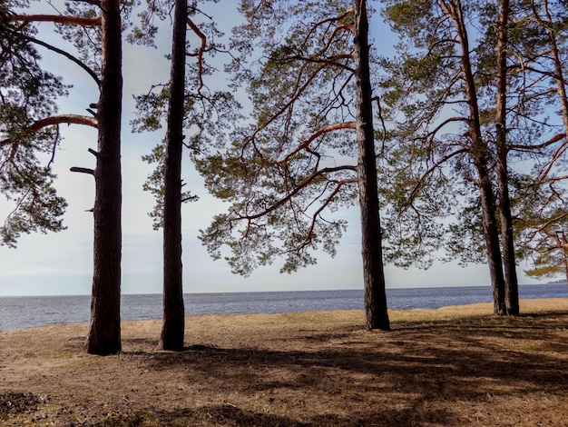 Pini sulla riva sabbiosa del Golfo di Finlandia