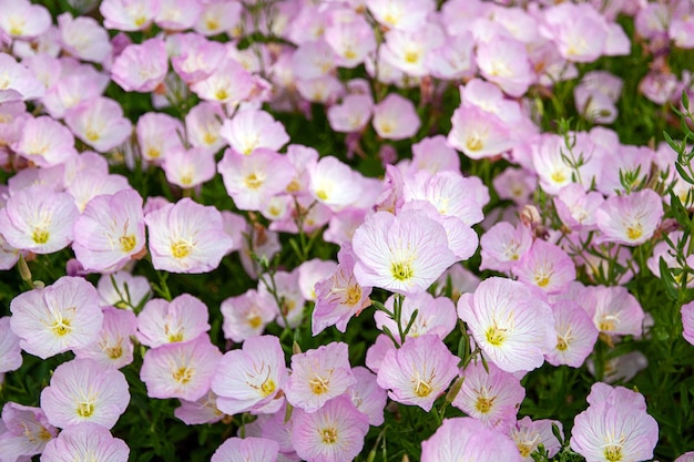 Pink Evening Primrose fiori nel giardino