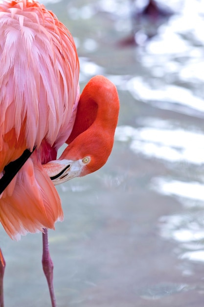 Pink Flamingo