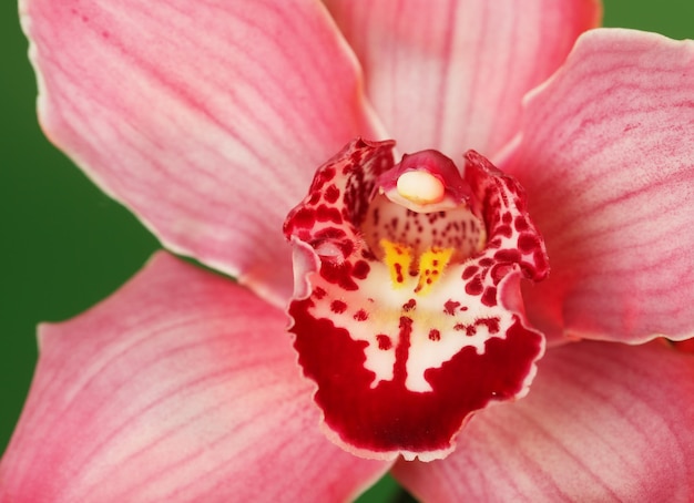 Pink Orchid