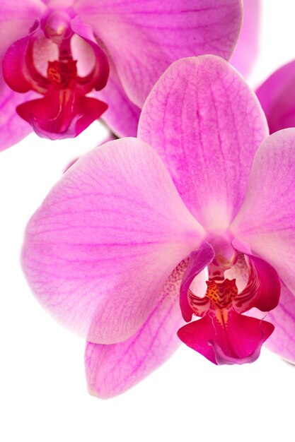 Pink Orchid