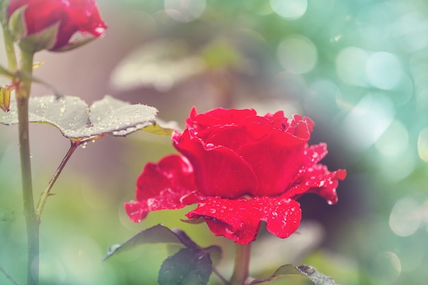 Pink Rose, bellissima natura