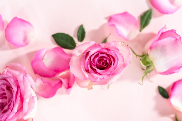 Pink Roses