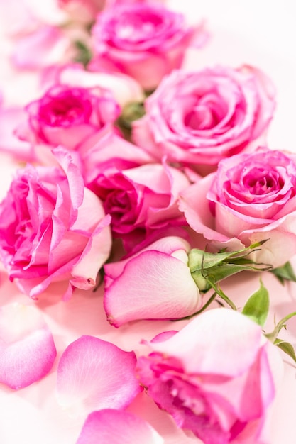 Pink Roses