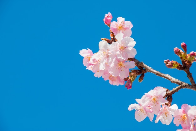 Pink Sakura, Cherry Blossom, è il fiore più bello