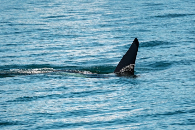 Pinna di orca che taglia la baia di Resurrection Seward