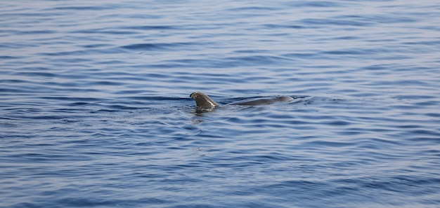 pinna di squalo sulla superficie del mare