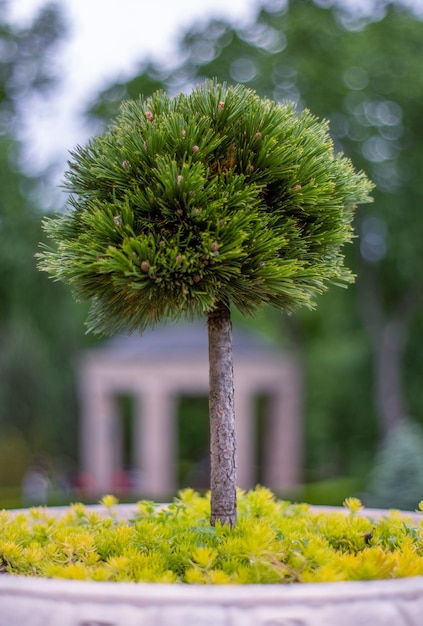 Pino bonsai una grande decorazione interna o esterna