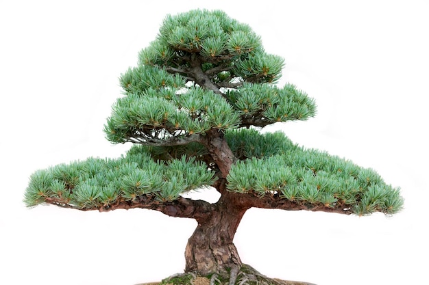 Pino bonsai