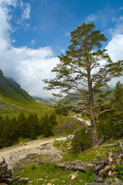 Pino che cresce nell'ampia valle verde e fiume di montagna in lontananza