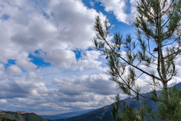 pino, cielo blu e nuvole bianche