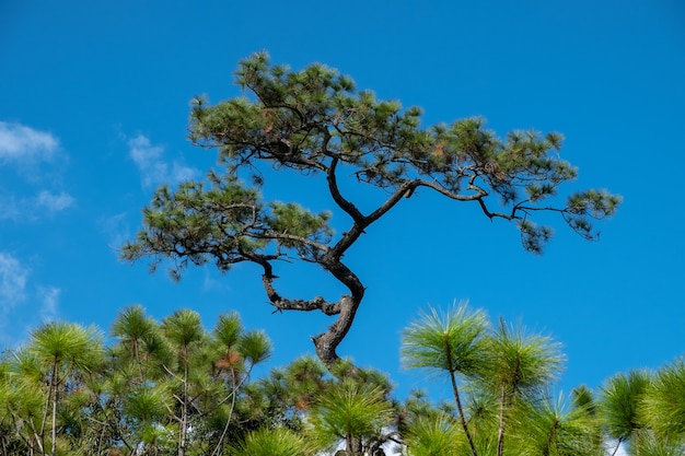 Pino con cielo blu