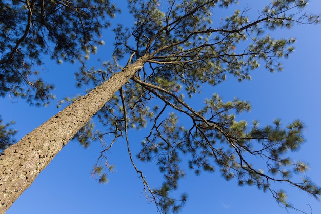 Pino con il cielo al parco nazionale di Phukradung, Loei, Tailandia