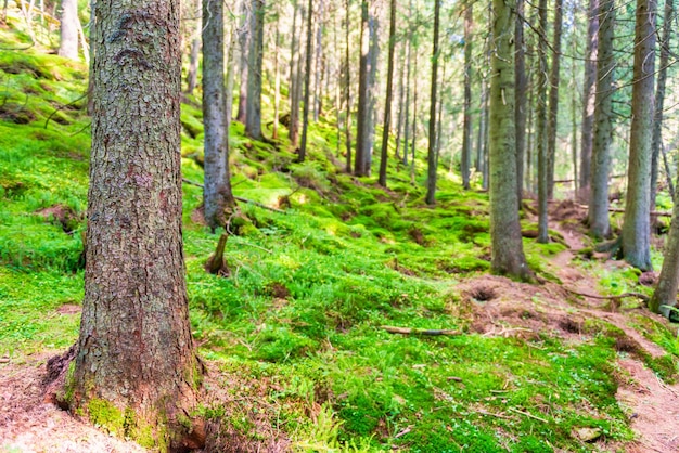 Pino con muschio nella foresta verde