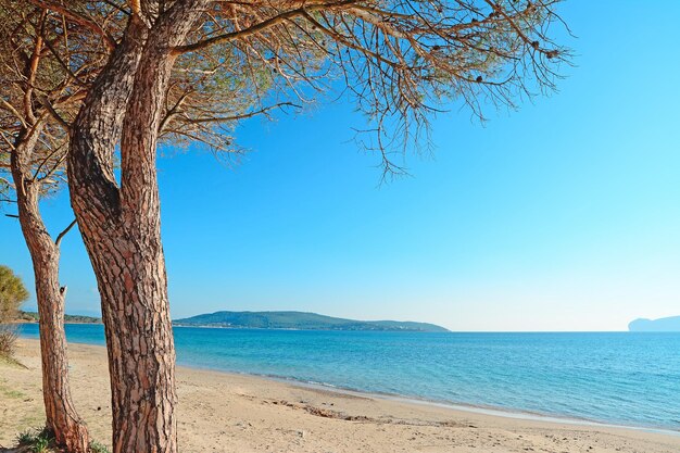 Pino di Mugoni litorale sardegna