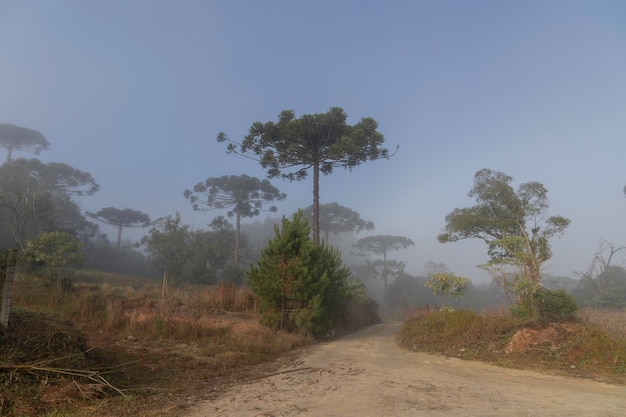 Pino di Parana nome scientifico araucaria angustifolia albero tipico della foresta atlantica di alta quota con nebbia all'inizio dell'inverno