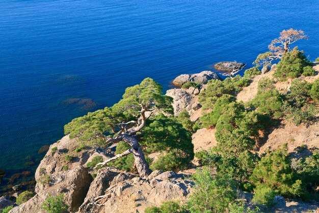 Pino e costa rocciosa estiva (riserva "Novyj Svit", Crimea, Ucraina).