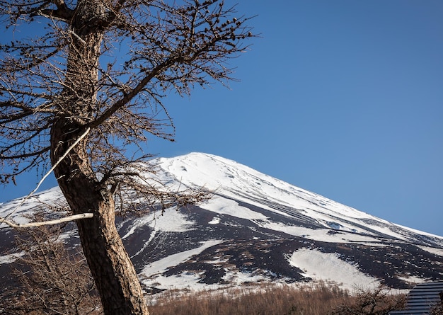 Pino e Monte Fuji