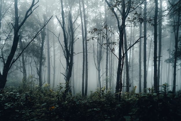 Pino forestale in asia, strada nella foresta in una giornata nebbiosa