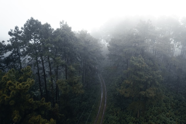 Pino forestale in asia, strada nella foresta in una giornata nebbiosa