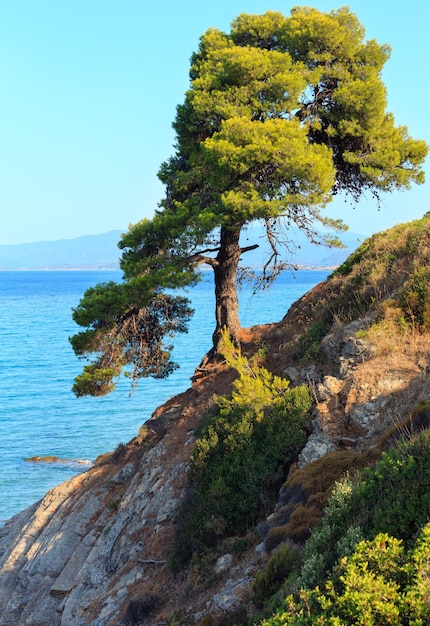 Pino in raggi di sole serali sulla costa rocciosa e sulla costa del Mar Egeo (Sithonia, Halkidiki, Grecia).