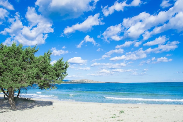 Pino in riva al mare a Stintino Italia