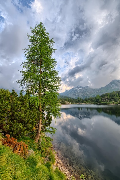 Pino in un lago di montagna