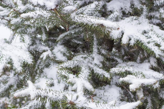 Pino innevato. Natura invernale. Paesaggio della foresta innevata. Gelo e neve sull'albero di Natale.